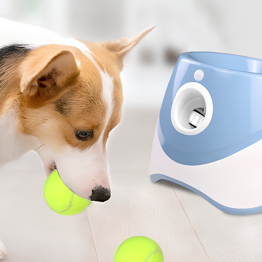 Keep Dogs Active, Even When You’re Busy